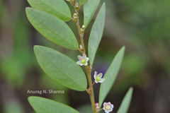 Phyllanthus gardnerianus